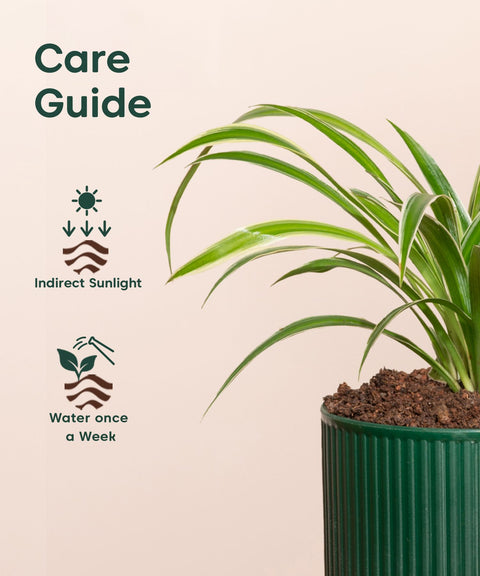 Spider Plant With Mylo Planter