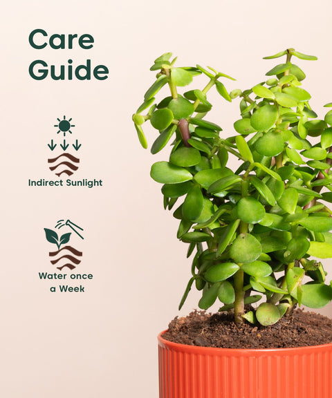 Lucky Jade Plant With Small Self Watering Pot