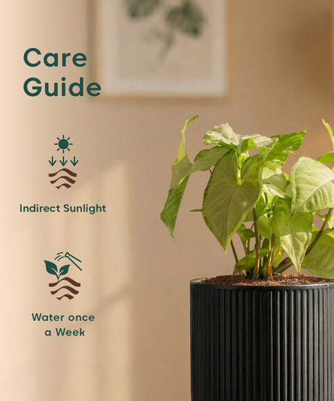 Syngonium Pixie White Plant with Medium Self Watering Pot