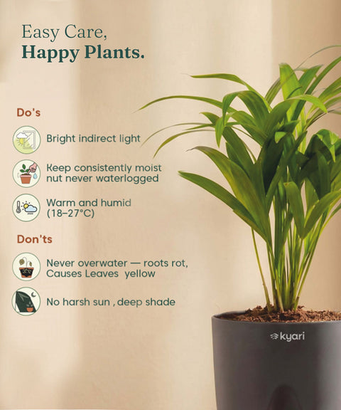 Areca Palm Plant With Self Watering Pot