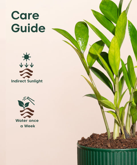 Zamia Green - ZZ Plant With Self Watering Pot