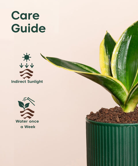 Golden Hahnii Snake Plant With Small Self Watering Pot