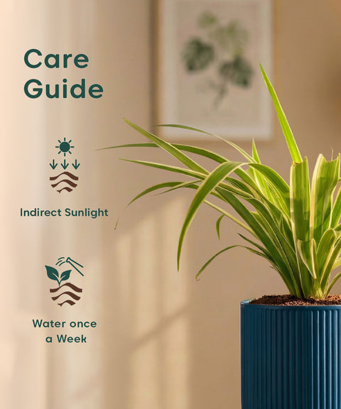 Spider Plant with Medium Self Watering Pot