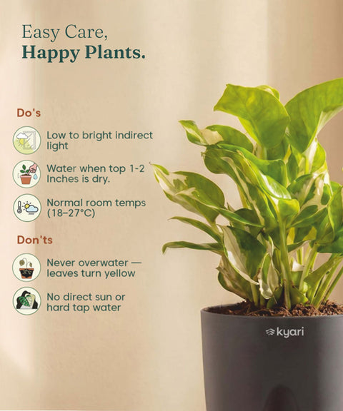 Money N'Joy Plant - BYOB