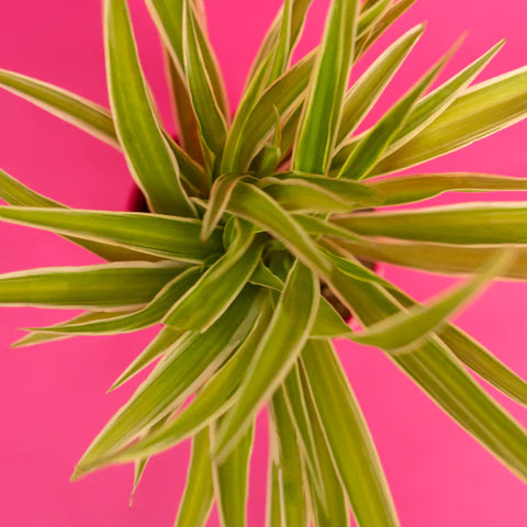 Spider Plant