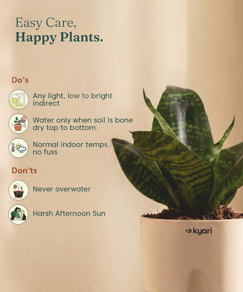 Green Snake Plant With Self Watering Pot