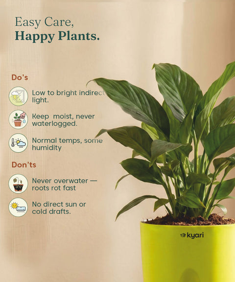 Peace Lily Plant - BYOB