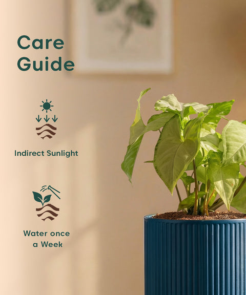 Syngonium Pixie White Plant with Medium Self Watering Pot