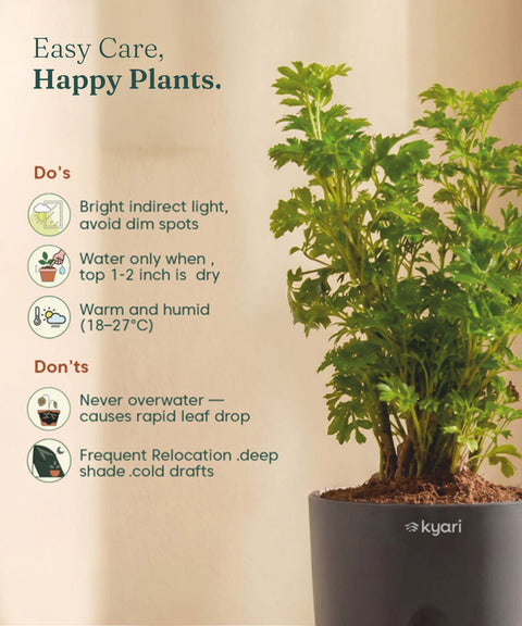Aralia Green Plant With Self Watering Pot