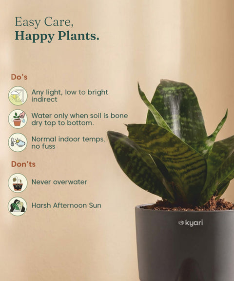 Green Snake Plant With Self Watering Pot