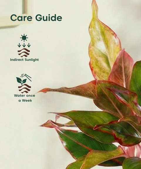 Aglaonema Lipstick Plant with Aira Pot