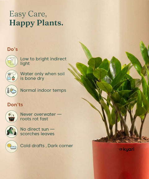 Zamia Green - ZZ Plant With Self Watering Pot