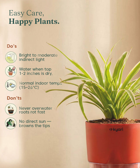 Spider Plant With Self Watering Pot