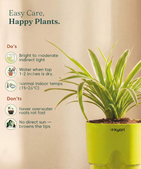 Spider Plant With Self Watering Pot