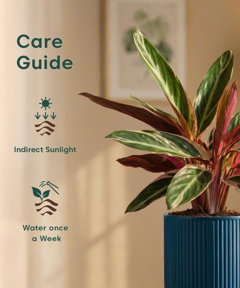 Calathea Triostar Plant with Medium Self Watering Pot