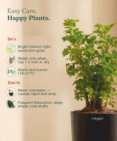 Aralia Green Plant With Self Watering Pot