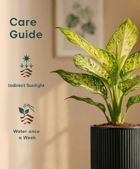 Aglaonema Snow White Plant with Medium Self Watering Pot