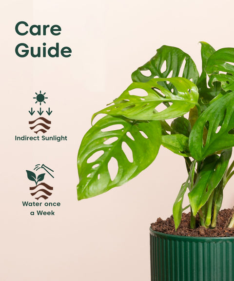 Philodendron Broken Heart Plant With Mylo planter