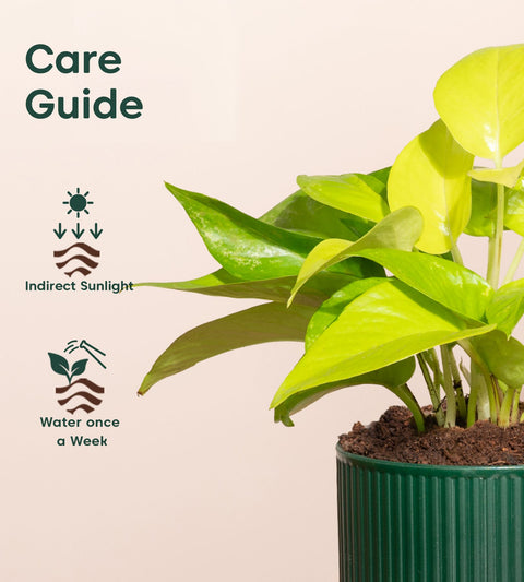 Golden Money Plant With Mylo Planter BYOB