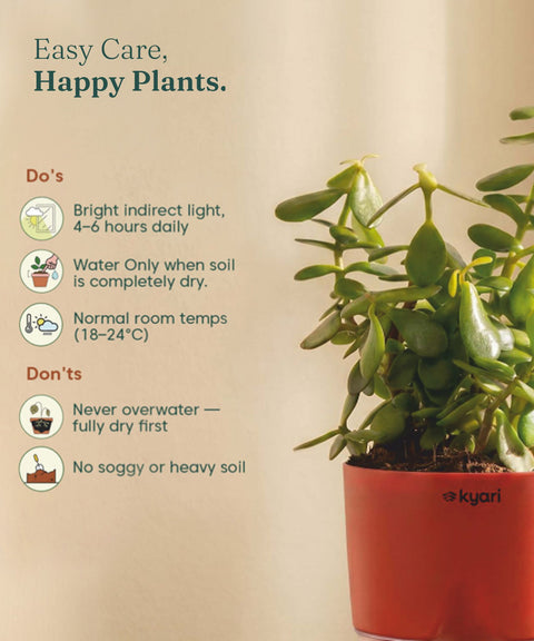 Lucky jade plant with self watering pot - BYOB