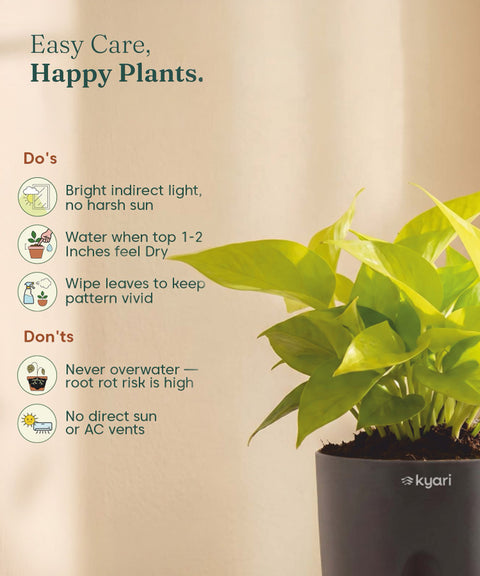 Golden Money Plant - BYOB