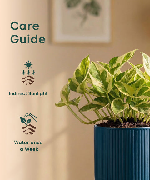 Money Variegated Plant with Medium Self Watering Pot