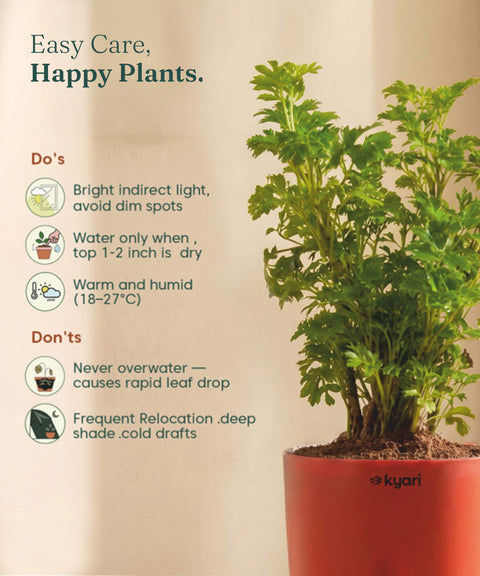Aralia Green Plant With Self Watering Pot
