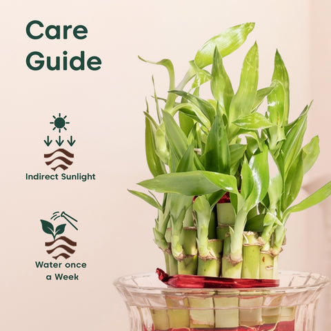 Lucky Bamboo Plant With Glass pot