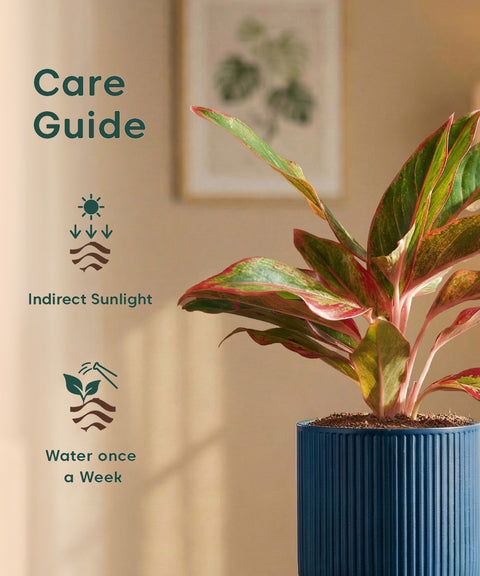 Aglaonema Lipstick Plant with Medium Self Watering Pot