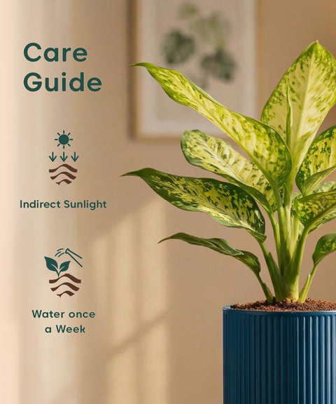 Aglaonema Snow White Plant with Medium Self Watering Pot