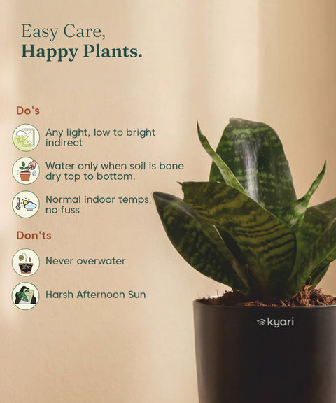 Green Snake Plant With Self Watering Pot