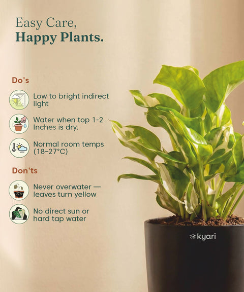 Money N'Joy Plant - BYOB