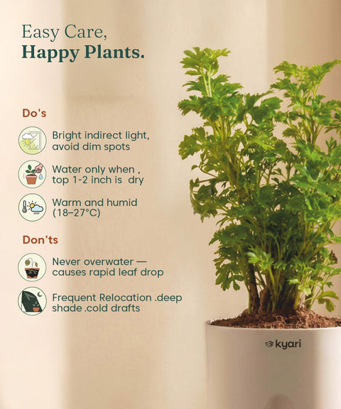 Aralia Green Plant With Self Watering Pot