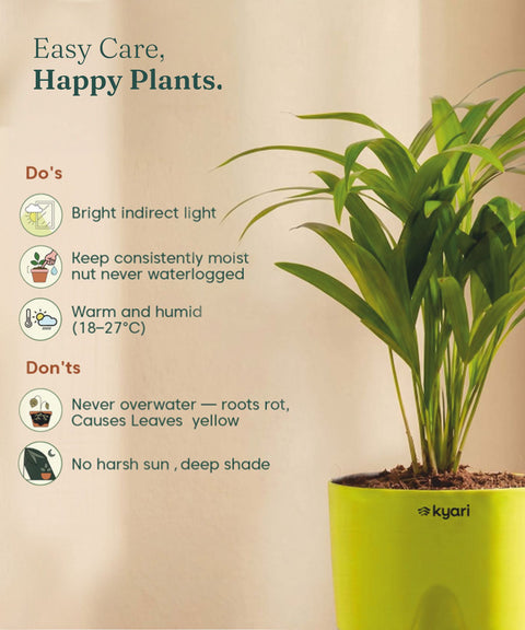 Areca Palm Plant With Self Watering Pot