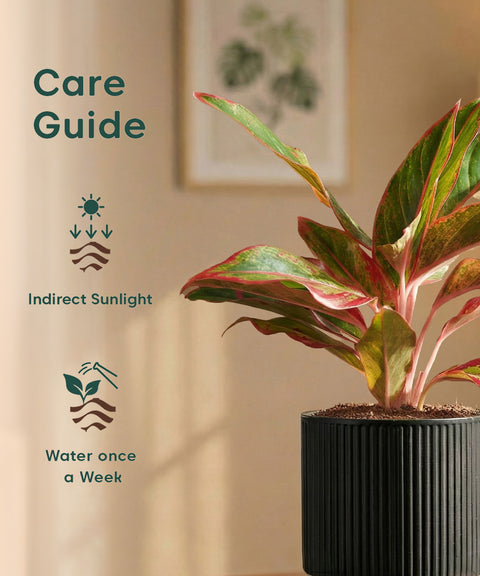 Aglaonema Lipstick Plant with Medium Self Watering Pot