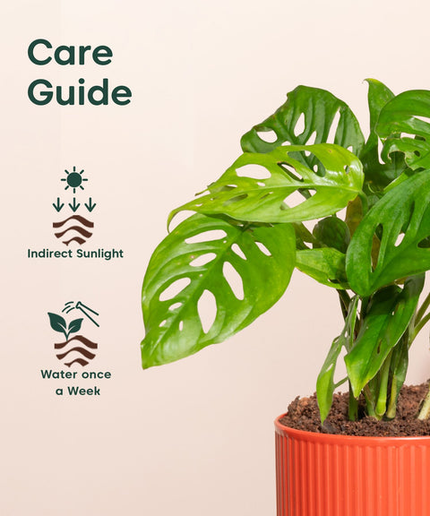 Philodendron Broken Heart Plant With Mylo planter