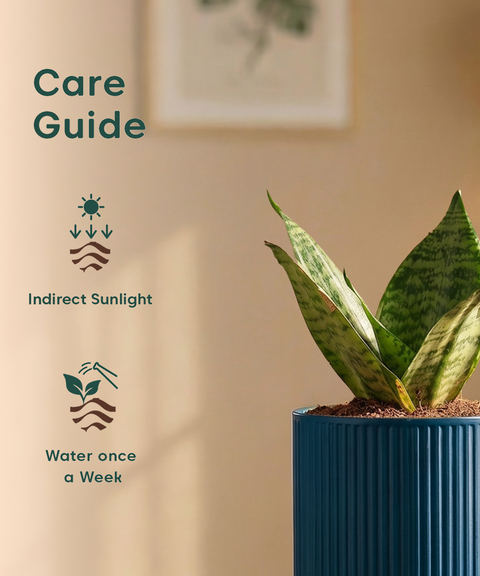 Green Snake Plant with Medium Self Watering Pot