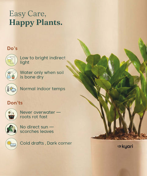 Zamia Green - ZZ Plant With Self Watering Pot