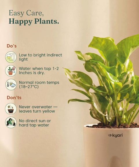 Money N'Joy Plant - BYOB