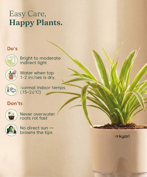 Spider Plant With Self Watering Pot