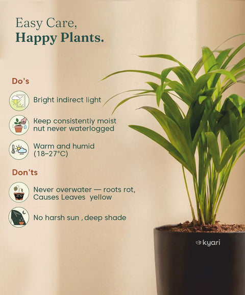 Areca Palm Plant With Self Watering Pot