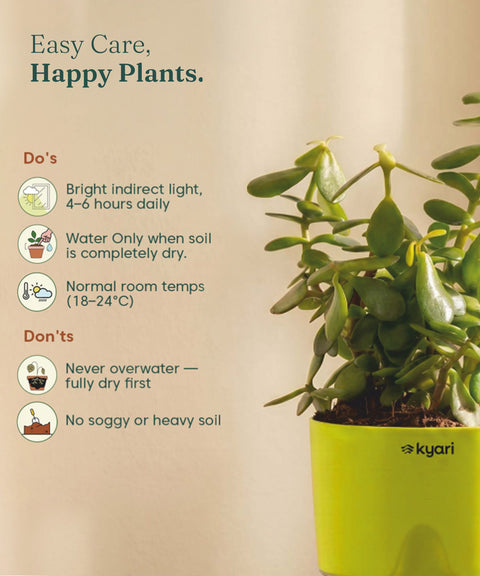Lucky jade plant with self watering pot - BYOB