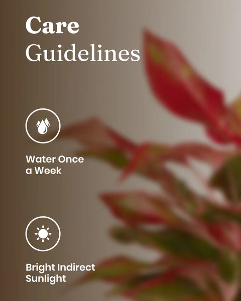 Aglaonema Lipstick Plant with Self Watering Planter