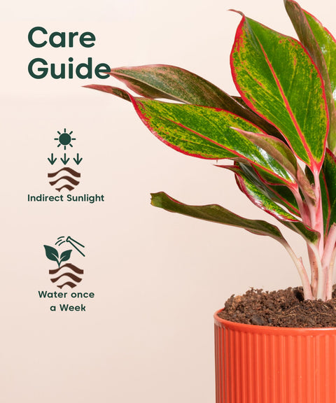 Aglaonema Lipstick Plant With Self Watering Pot