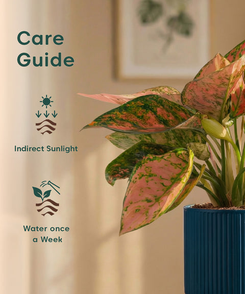 Aglaonema Pink Valentine Plant with Medium Self Watering Pot