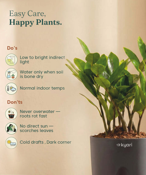 Zamia Green - ZZ Plant With Self Watering Pot