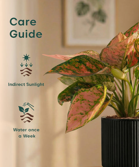 Aglaonema Pink Valentine Plant with Medium Self Watering Pot