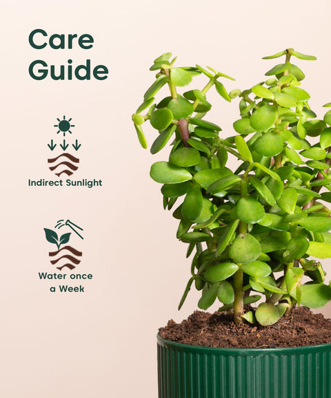 Lucky Jade Plant With Small Self Watering Pot