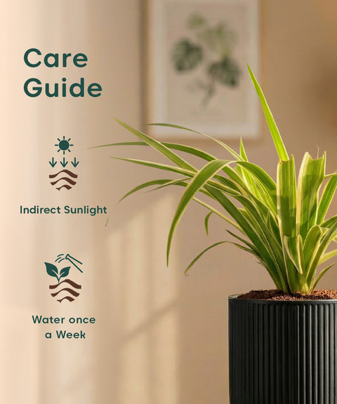 Spider Plant with Medium Self Watering Pot
