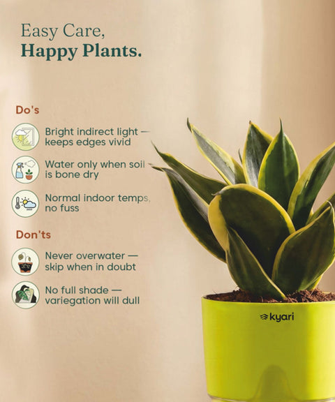 Golden Hahnii Snake Plant BYOB